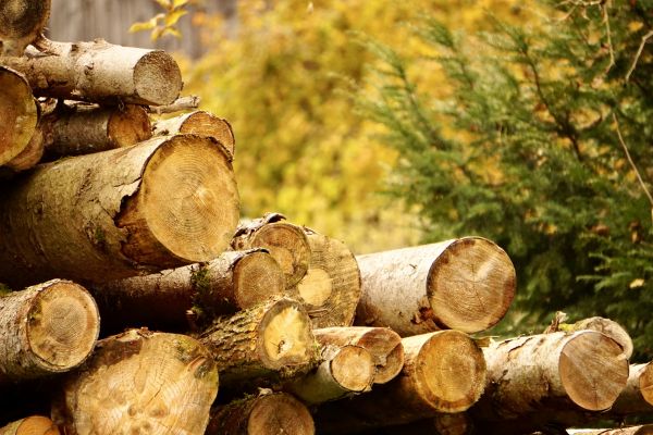 Wood Pile Removal in San Clemente