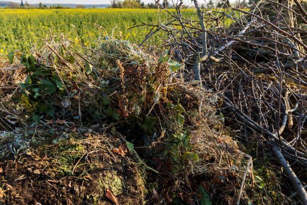 Brush Disposal in San Clemente