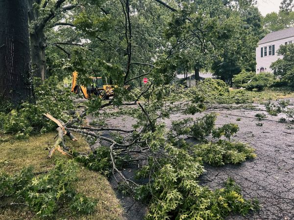 Tree Branch Disposal in San Clemente