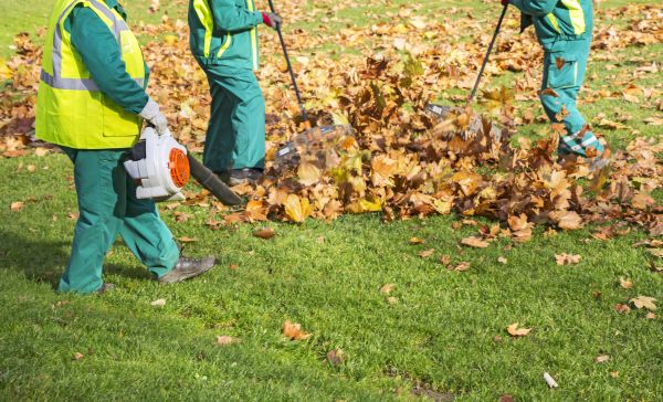 Leaf Maintenance in San Clemente