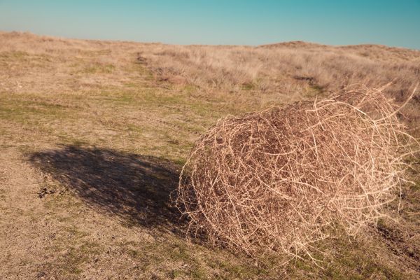 Tumbleweed Removal in San Clemente