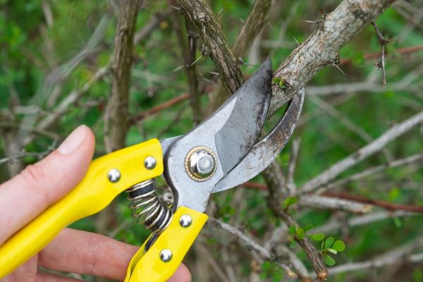 Limbs Removal in San Clemente