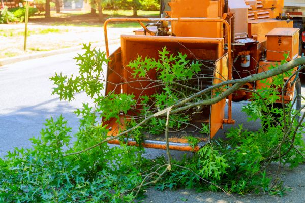 Tree Branches Removal in San Clemente