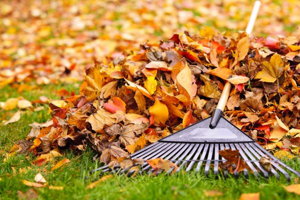 Yard Leaf Removal in San Clemente