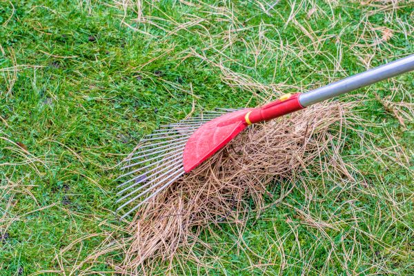 Pine Straw Raking in San Clemente