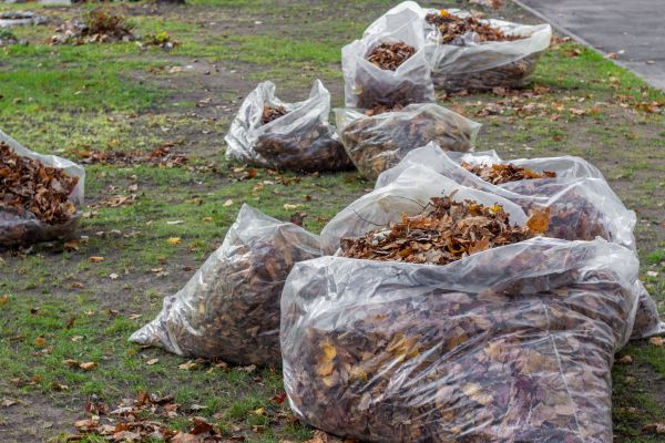Leaf Pile Disposal in San Clemente