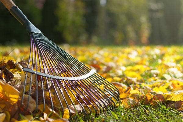 Leaf Removal in San Clemente