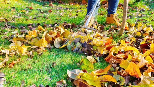 Lawn Cleanup Service in San Clemente