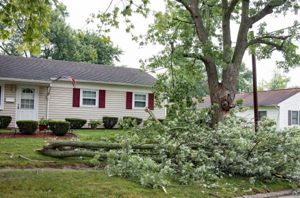 Fallen Branch Removal in San Clemente