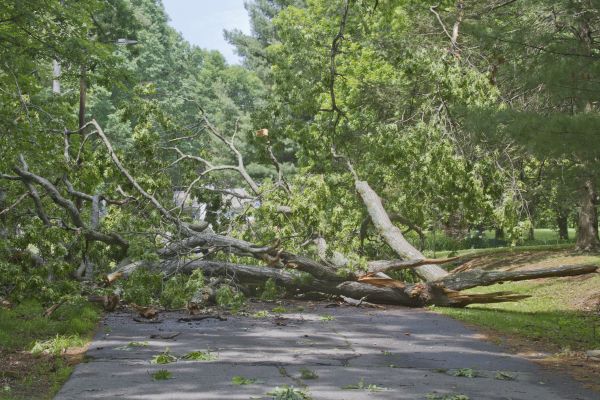 Tree Debris Removal in San Clemente